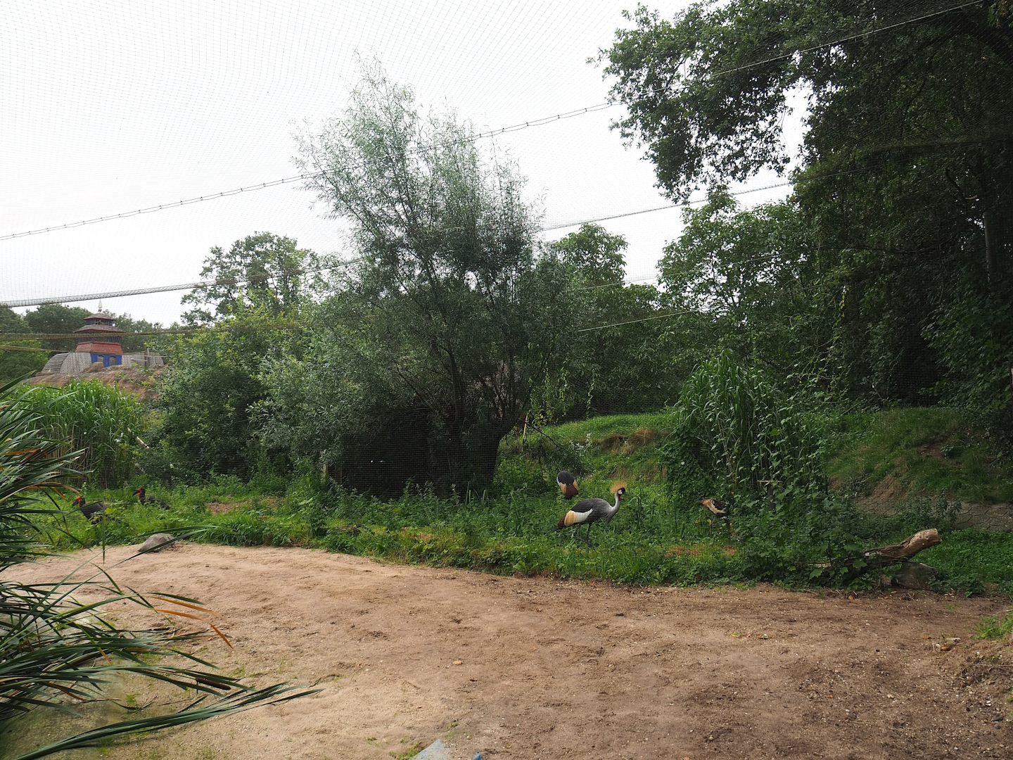 Grey crowned crane and Southern ground hornbill aviary, 2023-08-17