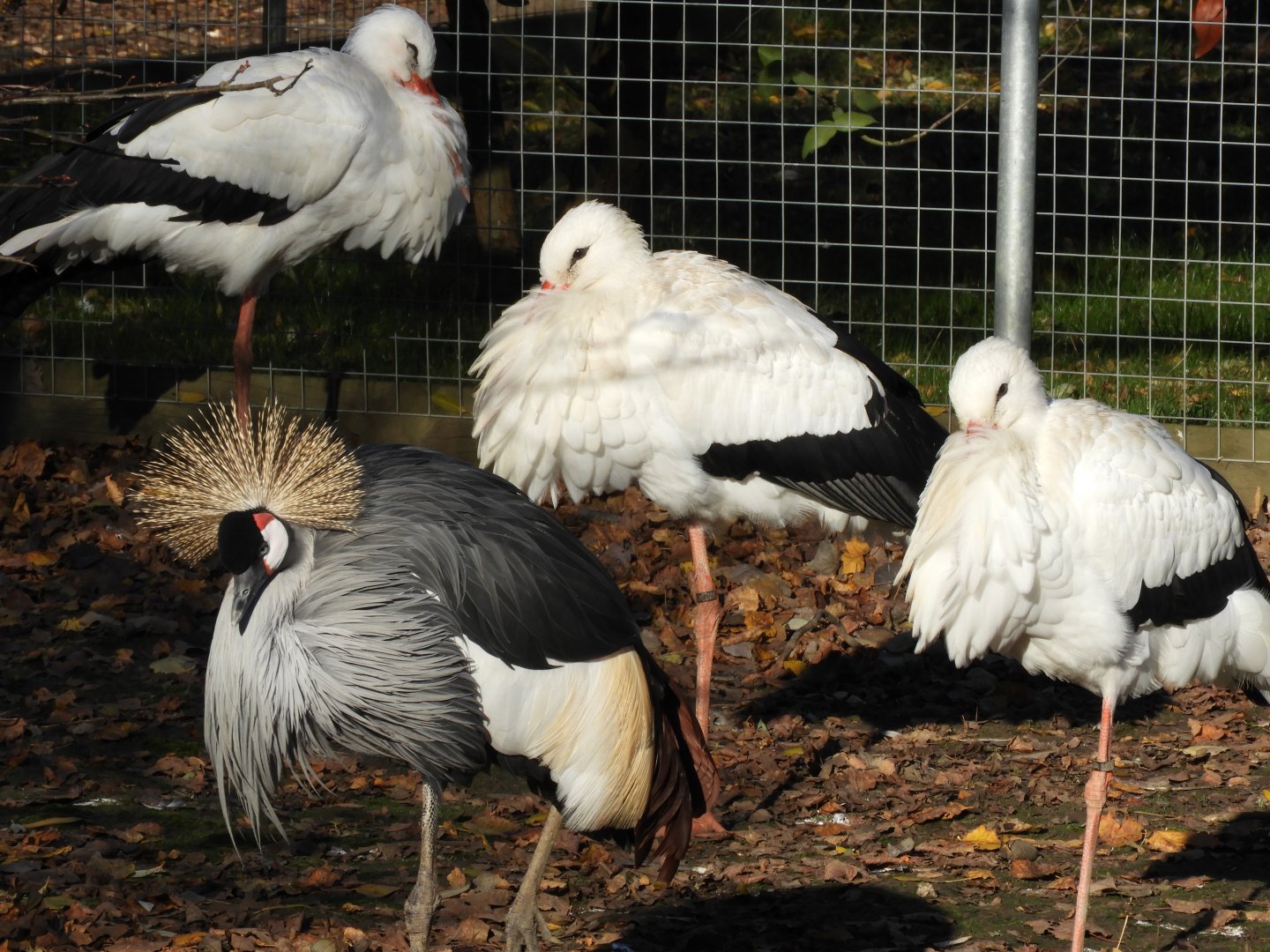 Grey-crowned crane and white storks