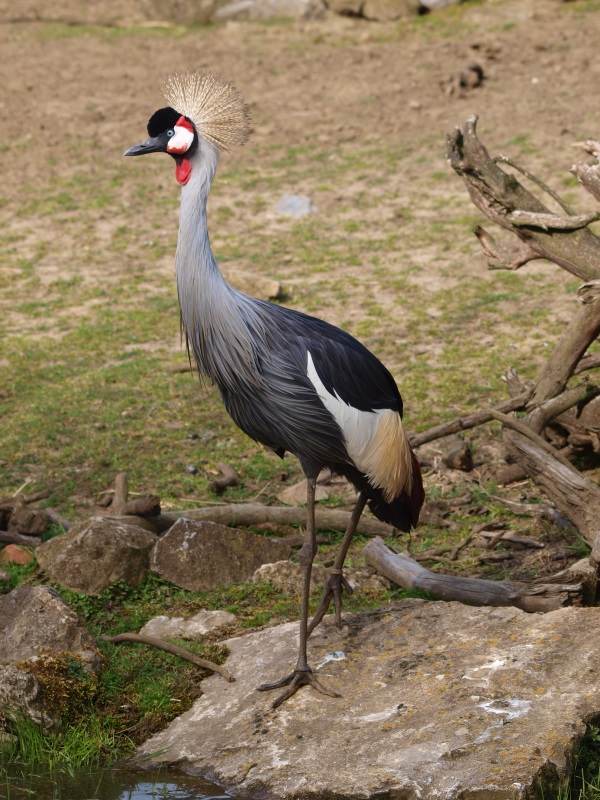 Grey crowned crane (April 19th, 2015)