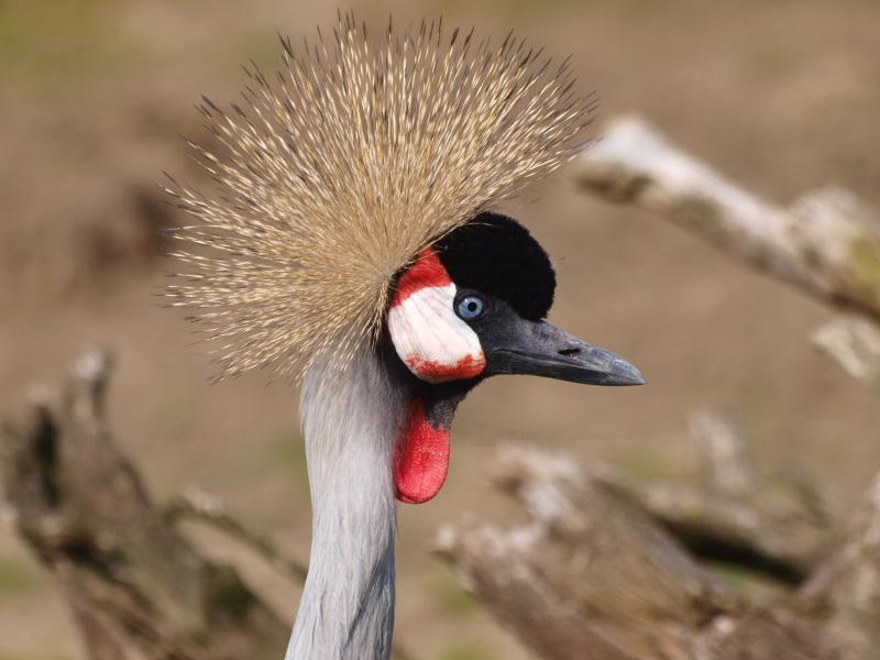 Grey crowned crane (April 19th, 2015)