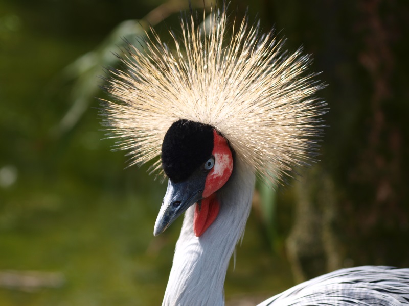 Grey crowned crane (April 19th, 2015)