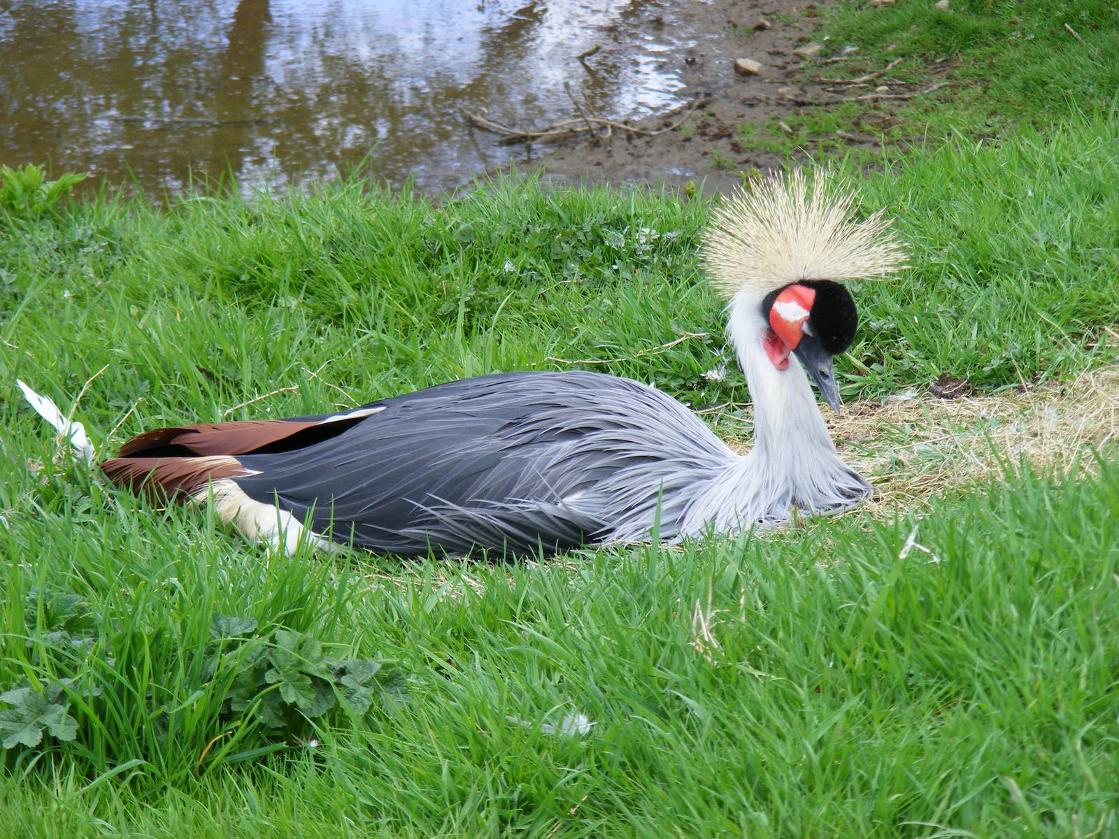 Grey crowned crane at Auchingarrich Wildlife Centre, 20 May 2010
