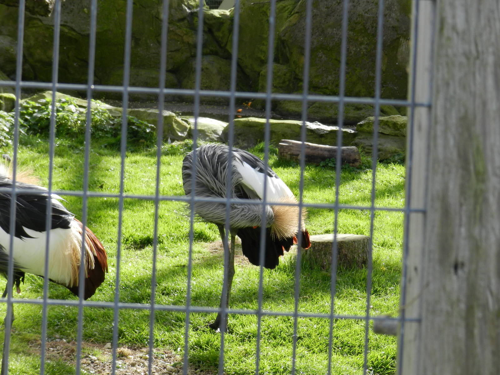 Grey-crowned Crane at Flamingo Land - 14/10/2012