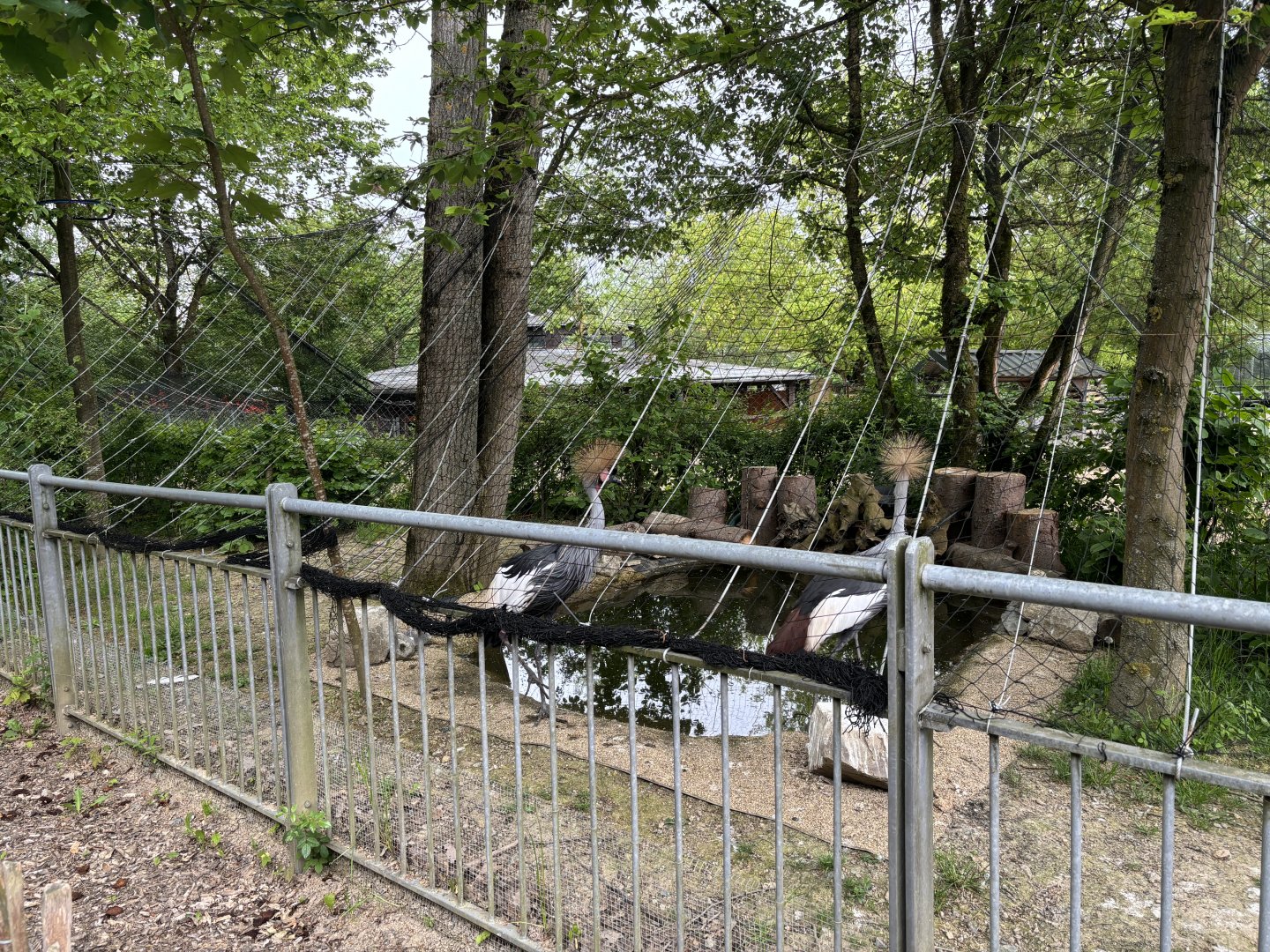 Grey Crowned Crane Aviary at Zoologischer Garten Hof