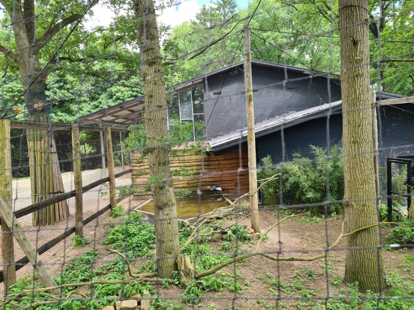 Grey crowned crane aviary