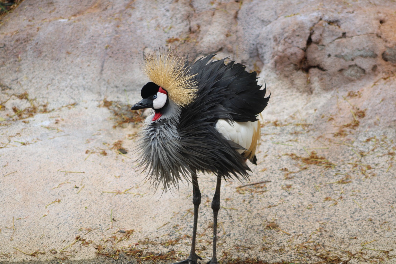 Grey Crowned Crane (Balearcia regulorum)