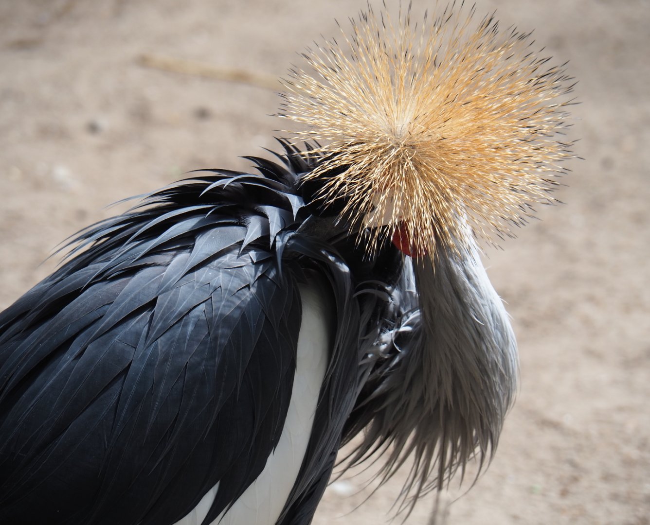 Grey crowned crane (Balearica regulorum), 2019-05-25