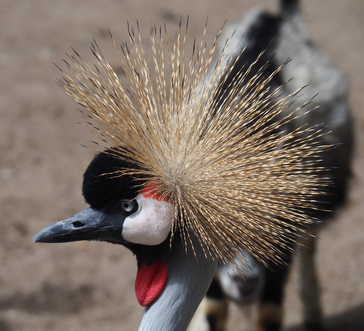 Grey crowned crane (Balearica regulorum), 2019-05-25