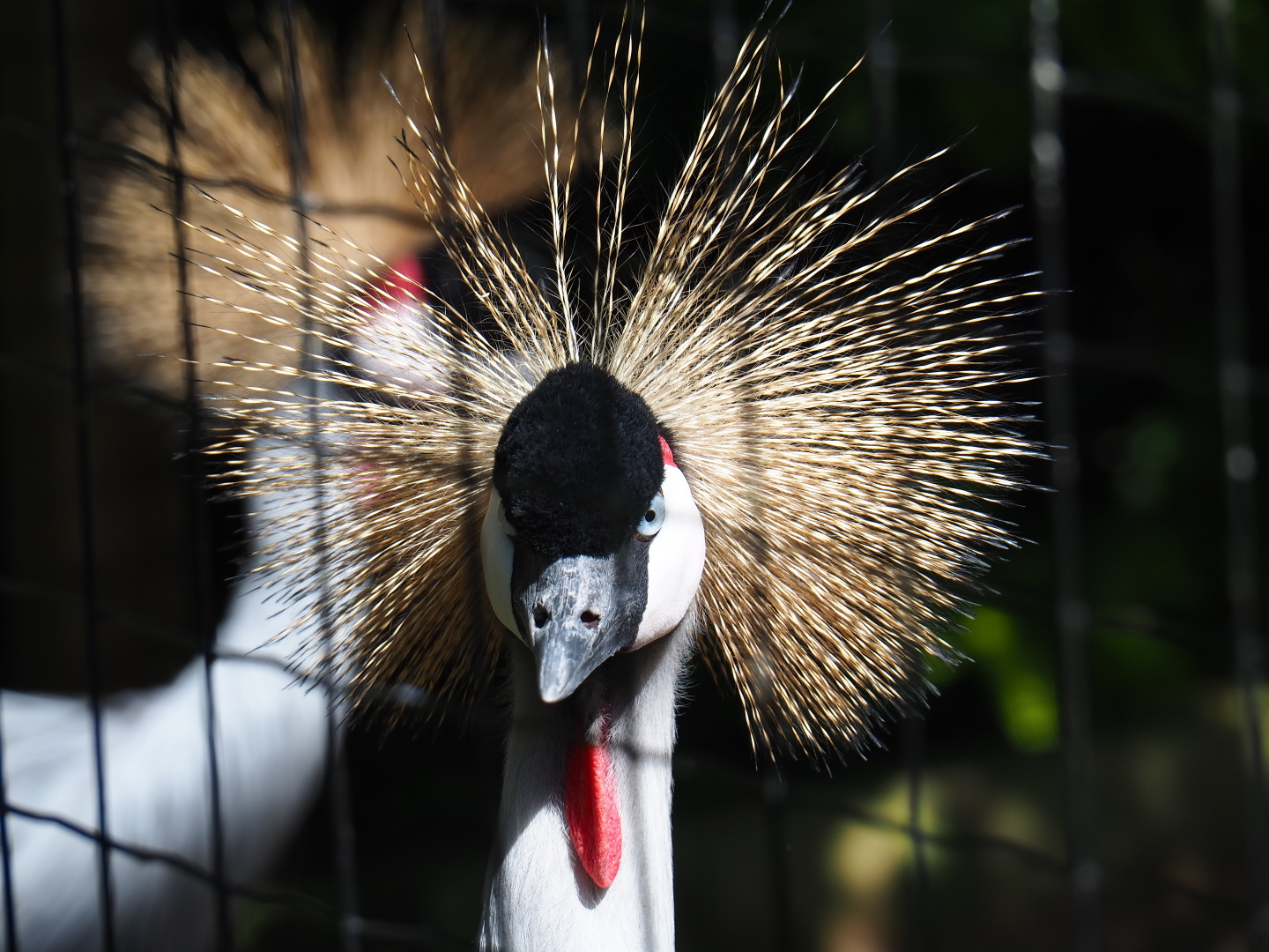 Grey crowned crane (Balearica regulorum), 2019-06-01