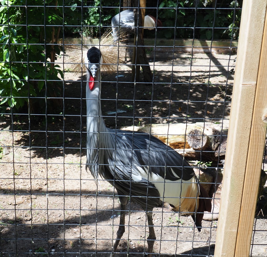Grey crowned crane (Balearica regulorum), 2019-06-01