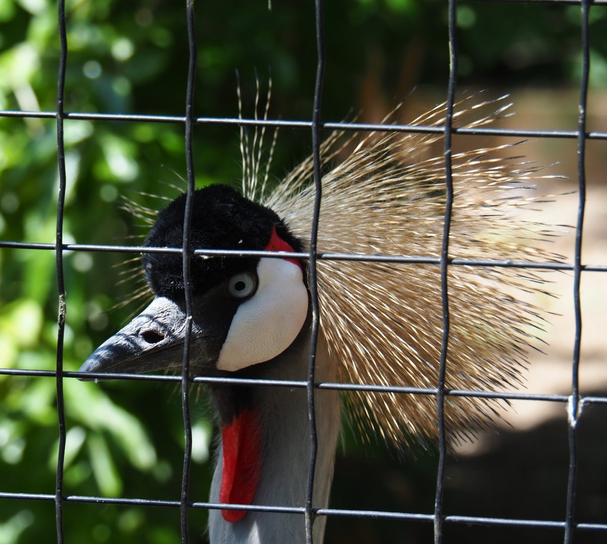 Grey crowned crane (Balearica regulorum), 2019-06-01
