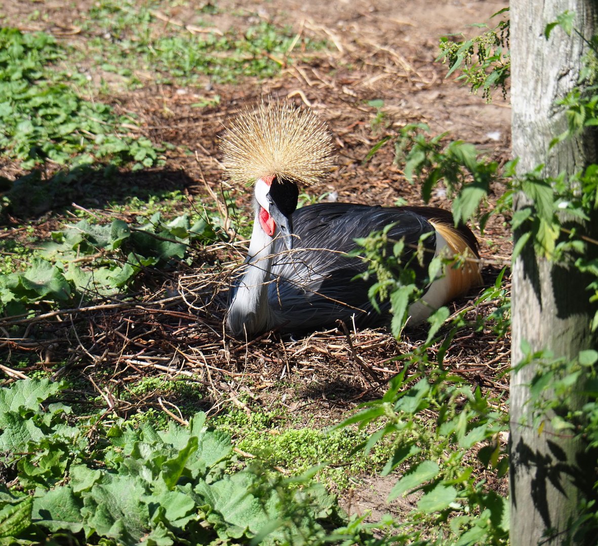 Grey crowned crane (Balearica regulorum), 2019-09-15