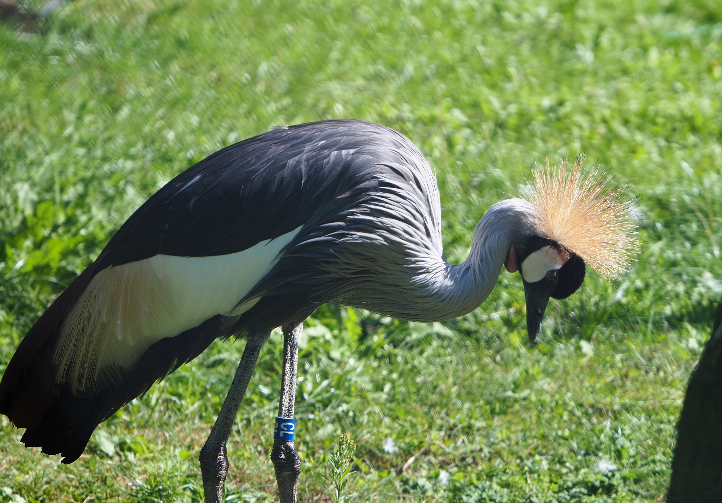 Grey crowned crane (Balearica regulorum), 2019-09-15