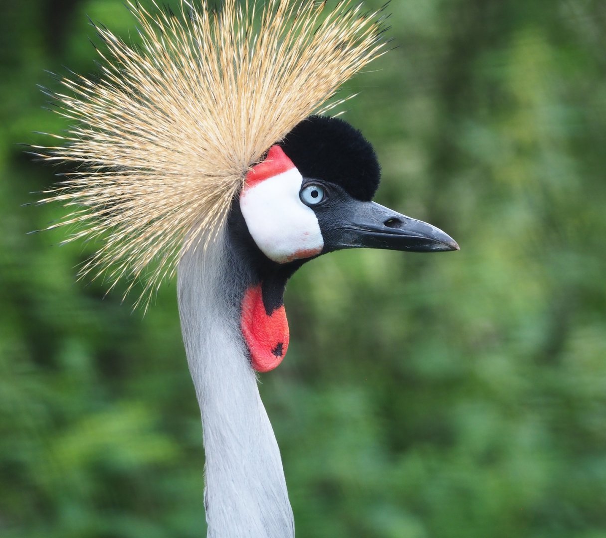 Grey crowned crane (Balearica regulorum), 2023-08-15