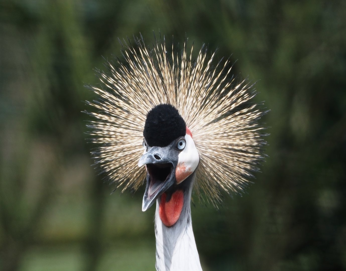 Grey crowned crane (Balearica regulorum), 2024-04-06