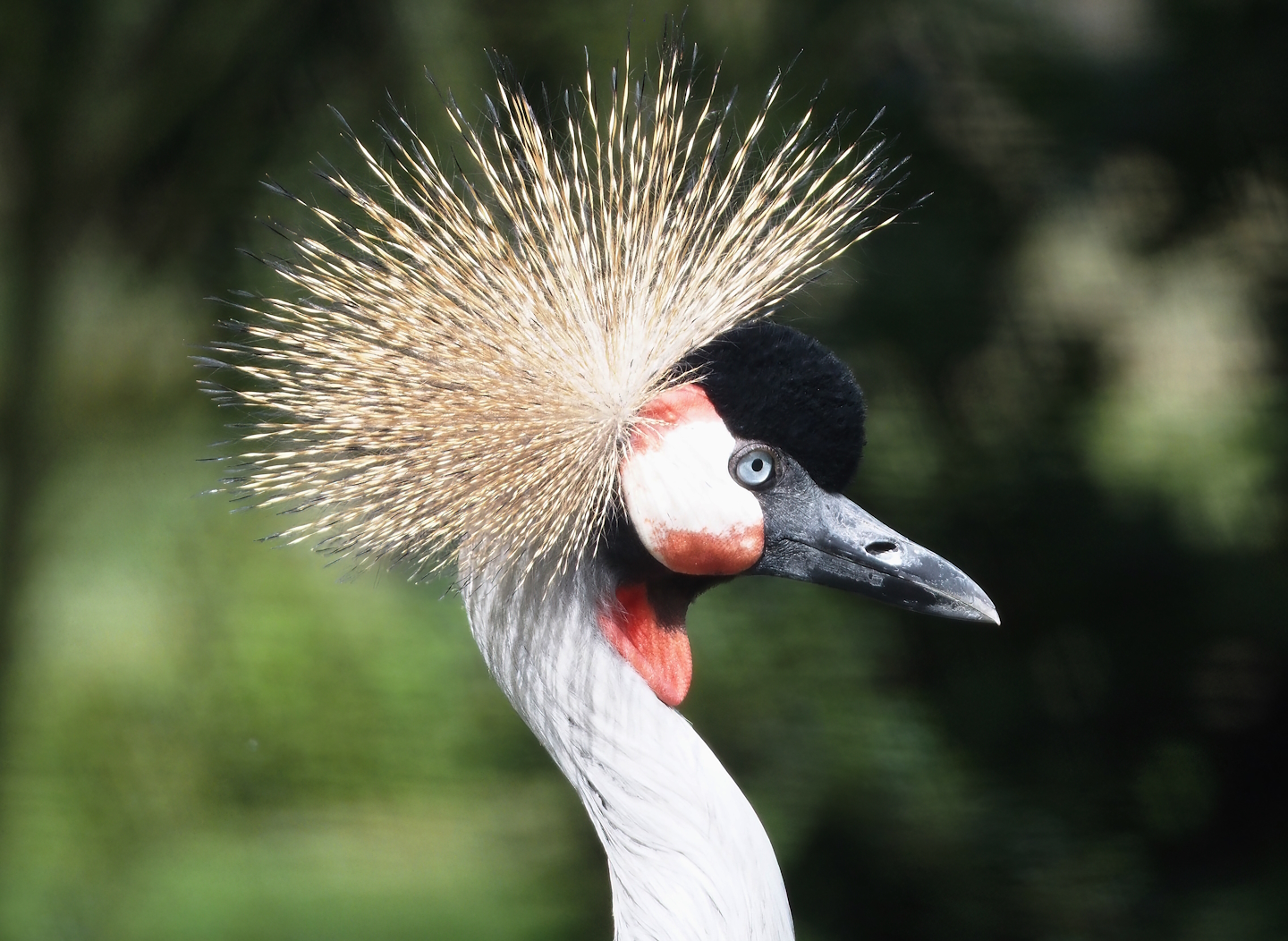 Grey crowned crane (Balearica regulorum), 2024-04-06