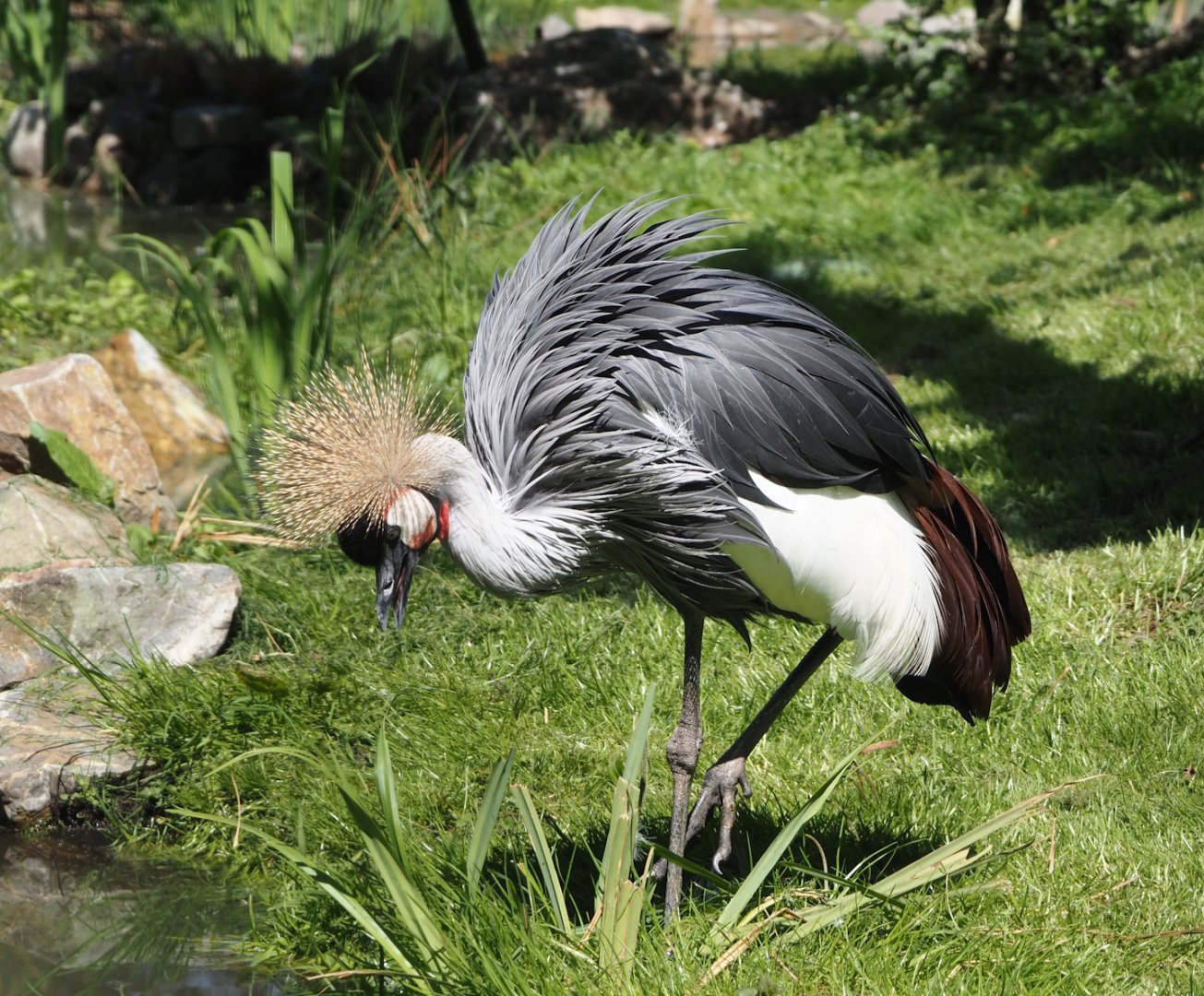 Grey crowned crane (Balearica regulorum), 2025-04-30