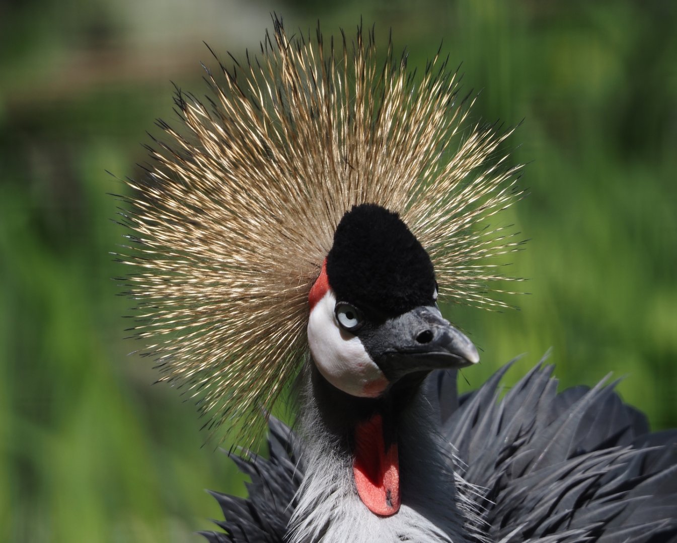 Grey crowned crane (Balearica regulorum), 2025-04-30
