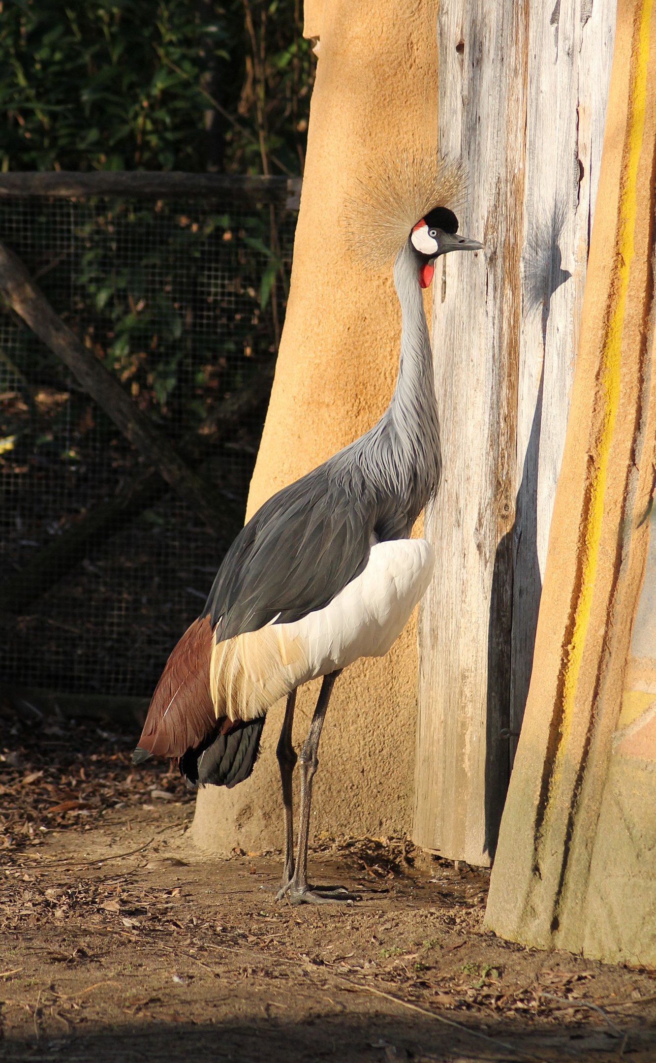 Grey crowned crane (Balearica regulorum) - "Afrika Sambesi"