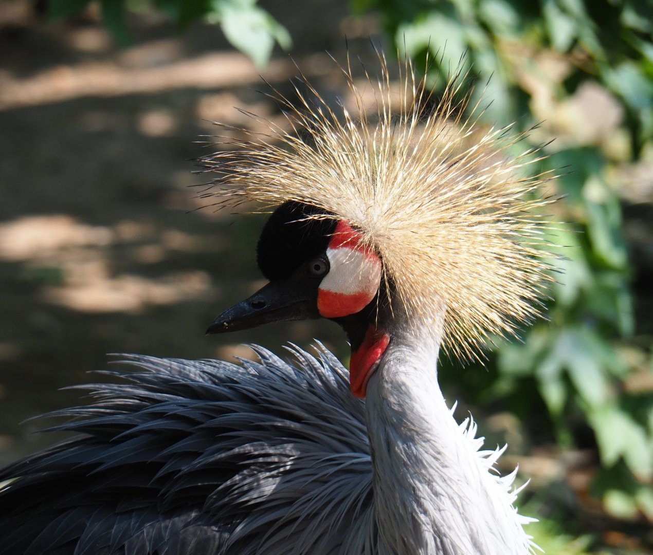 Grey crowned crane (Balearica regulorum), Aug 28th, 2018