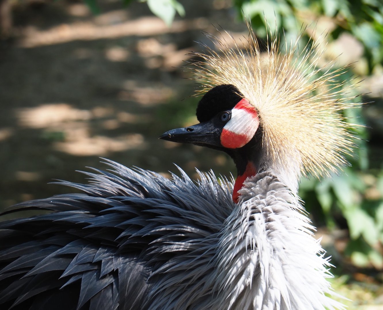 Grey crowned crane (Balearica regulorum), Aug 28th, 2018