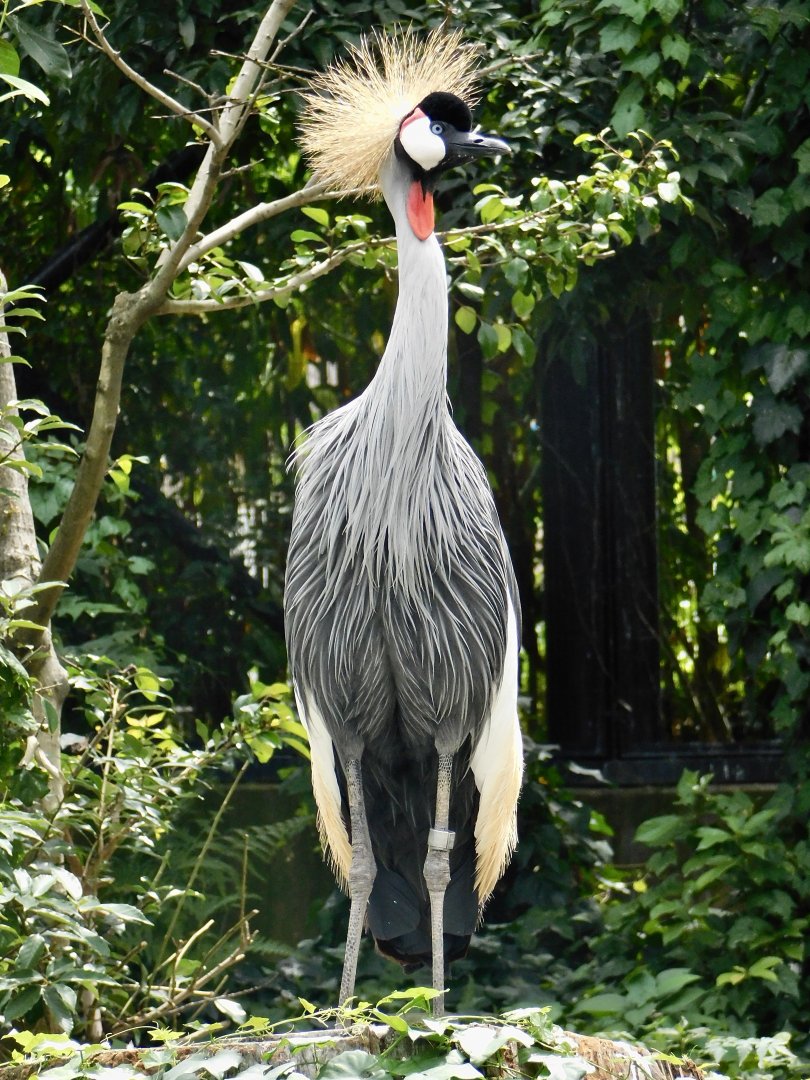 Grey crowned crane (Balearica regulorum) August 2, 2025