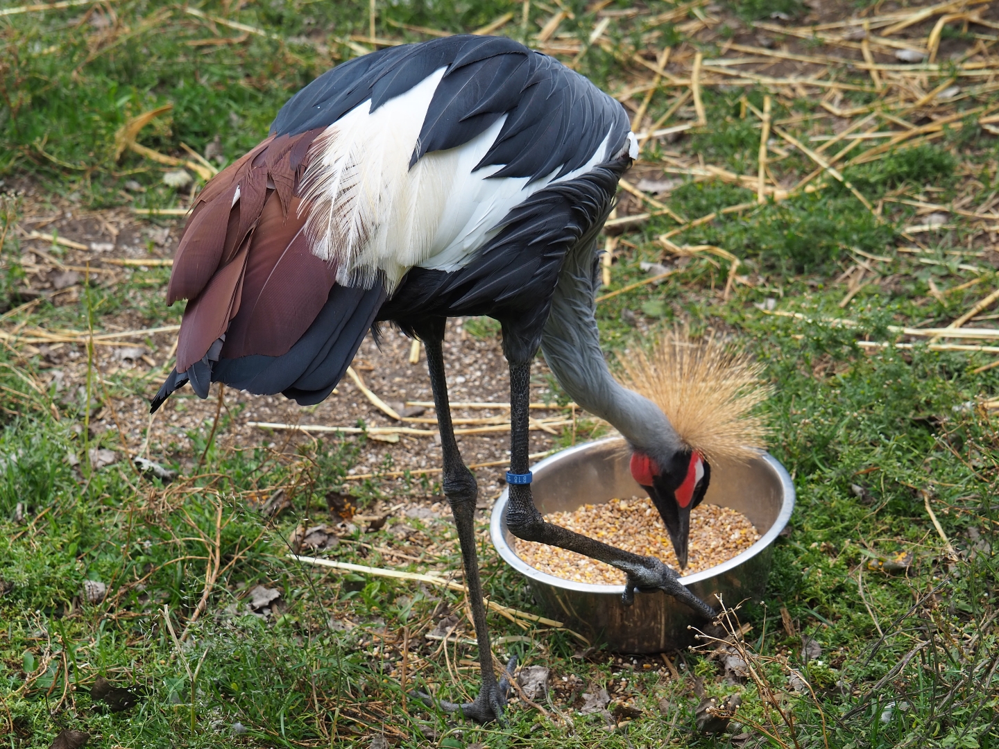 Grey crowned crane (Balearica regulorum) eating grain