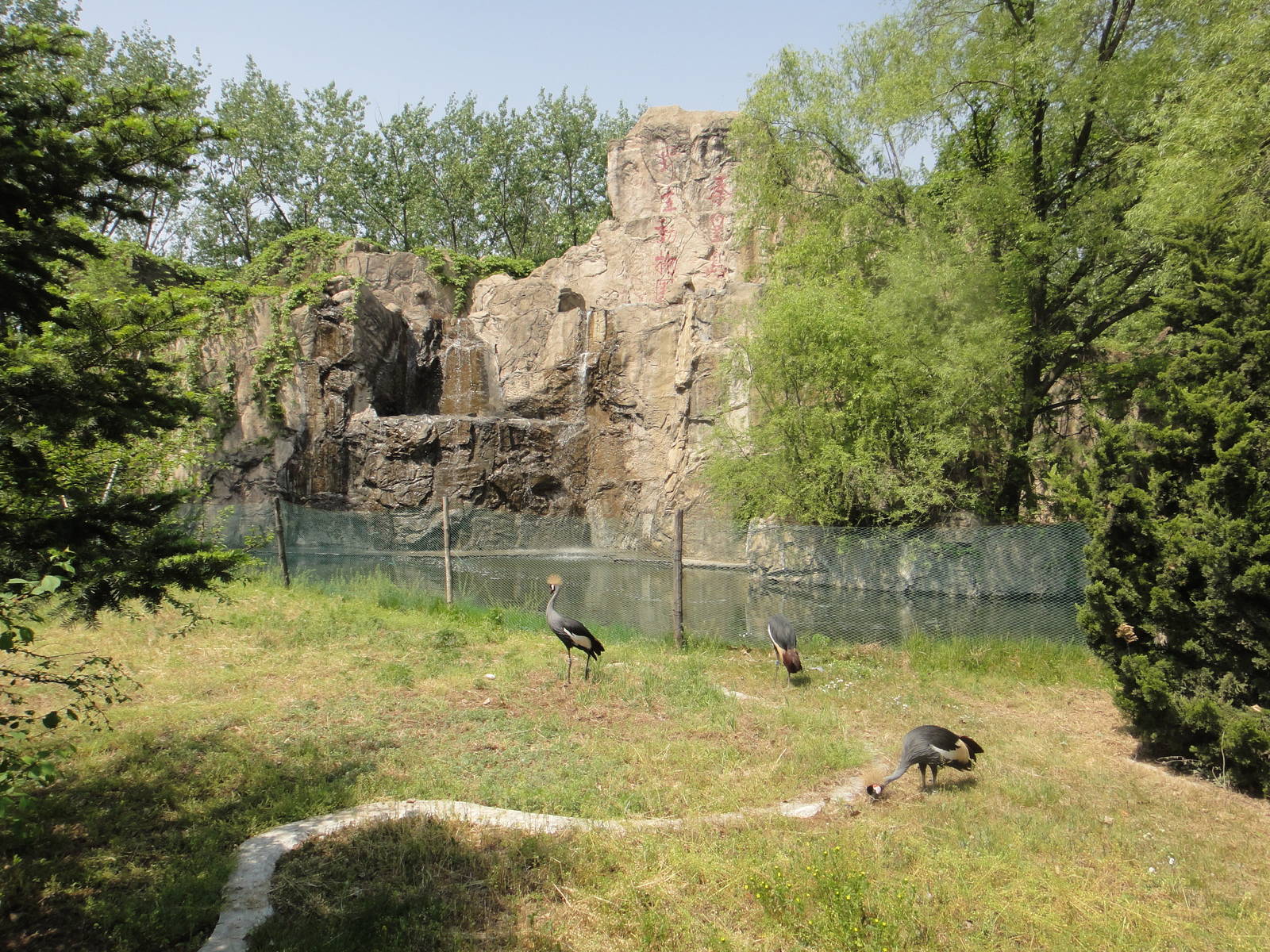 Grey crowned crane (Balearica regulorum) exhibit