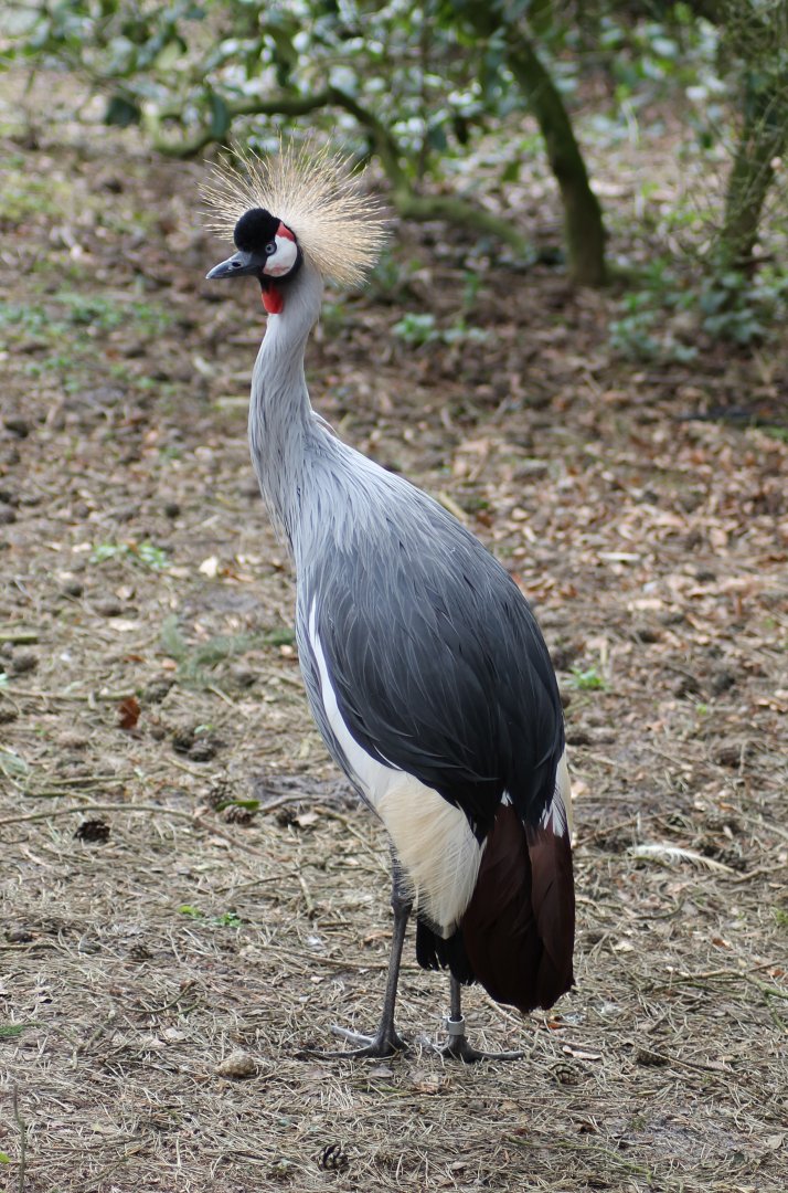 Grey crowned crane (Balearica regulorum gibbericeps)