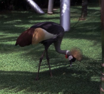 Grey Crowned Crane (Balearica regulorum)