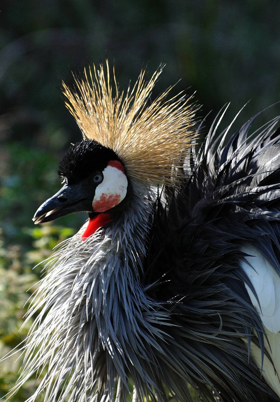 Grey crowned crane - Balearica regulorum