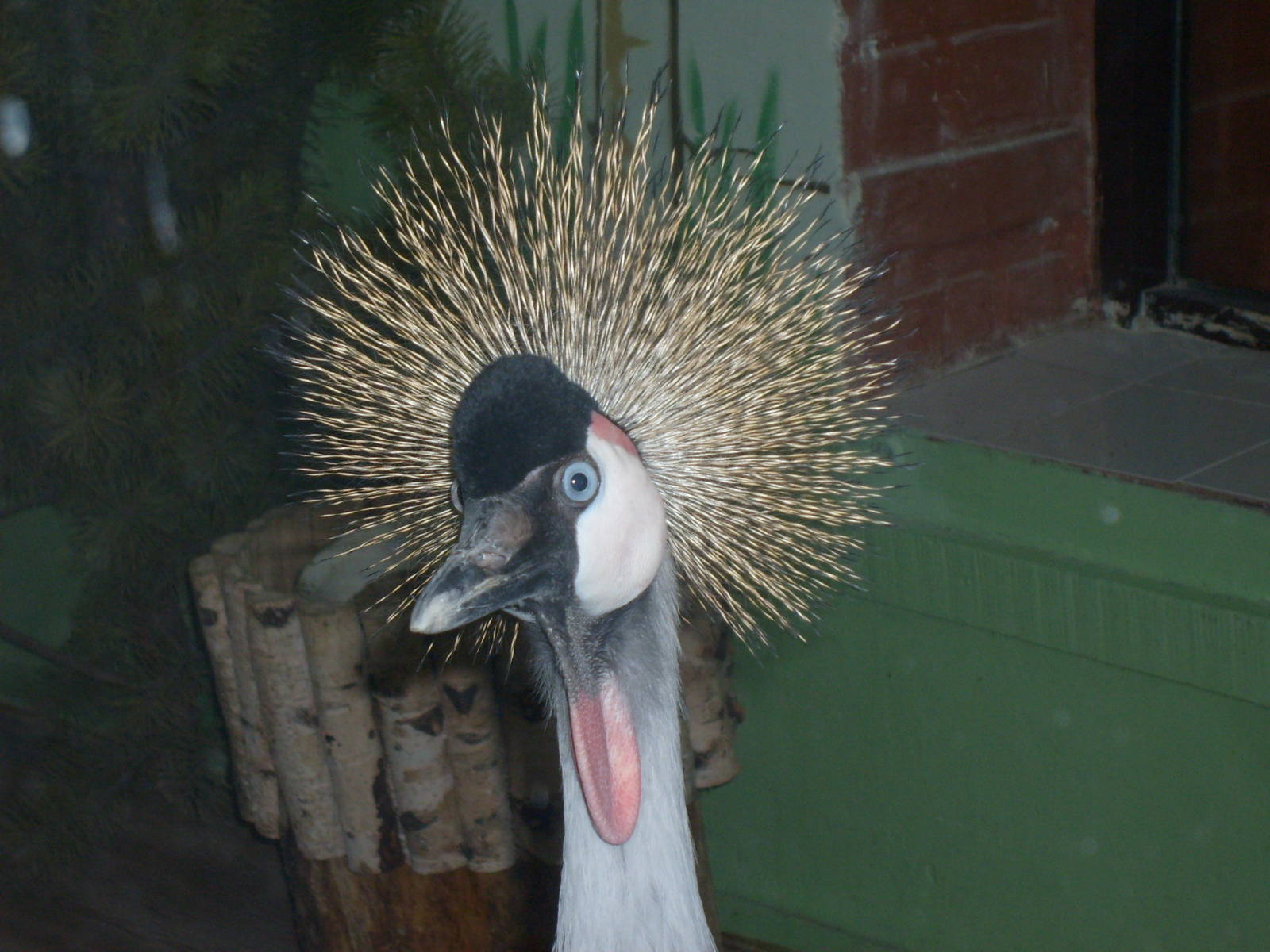 Grey Crowned Crane/Balearica regulorum