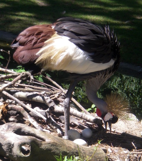 Grey Crowned Crane (Balearica regulorum)