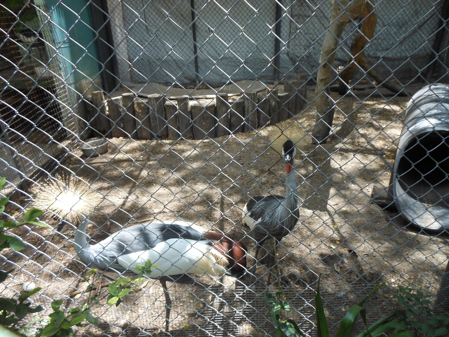 Grey Crowned Crane (Balearica regulorum)