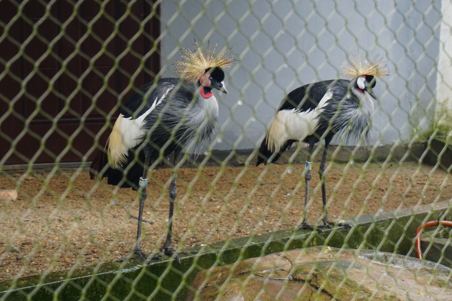 Grey crowned crane (Balearica regulorum)