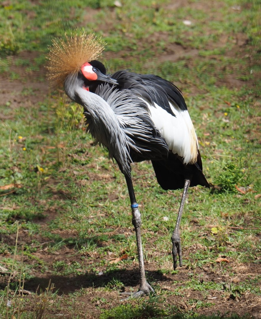 Grey crowned crane (Balearica regulorum)