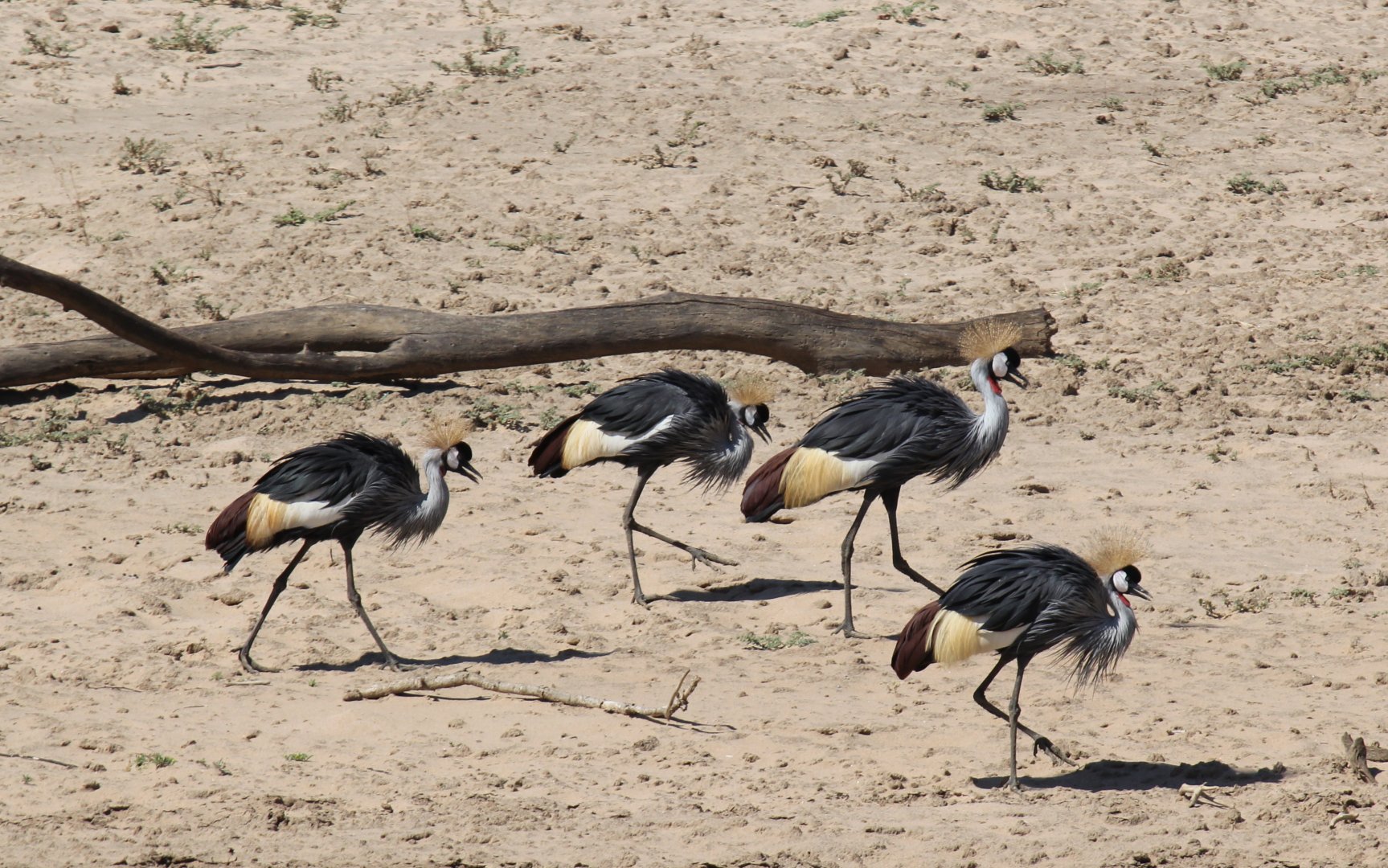 Grey Crowned Crane (Balearica regulorum)