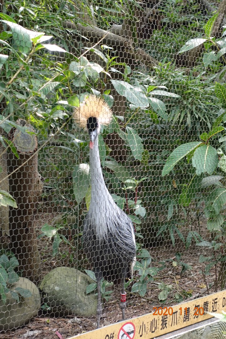 Grey Crowned Crane (Balearica regulorum)