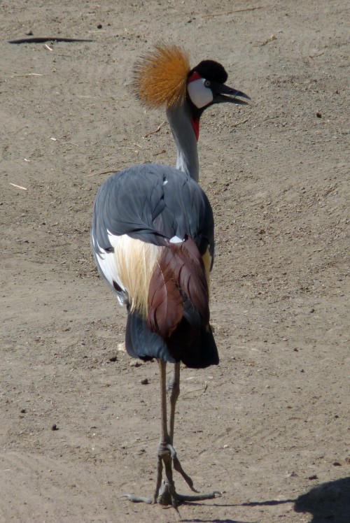 Grey crowned crane (Balearica regulorum)