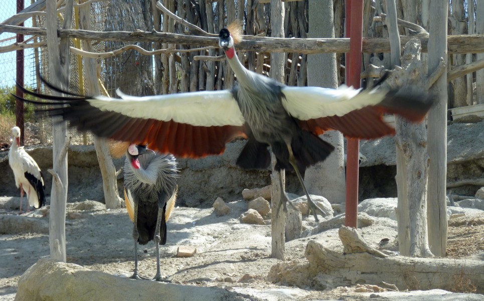 Grey crowned crane (Balearica regulorum)