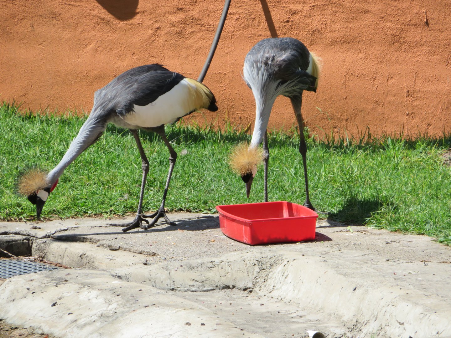 Grey Crowned Crane  (Balearica regulorum)