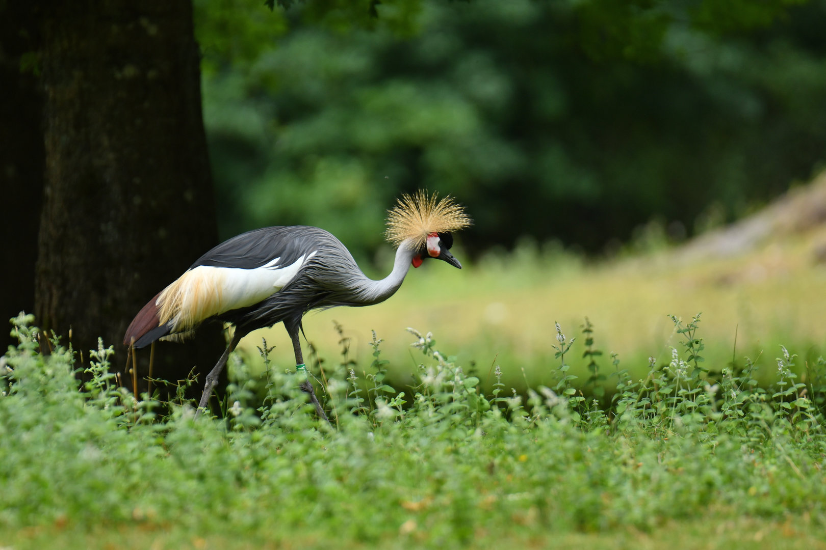 Grey Crowned-Crane Balearica regulorum