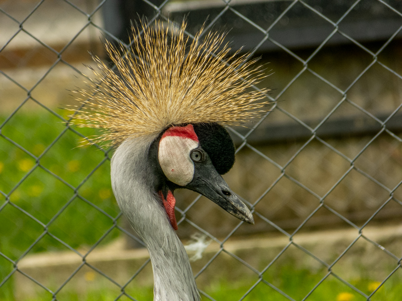 Grey crowned crane (Balearica regulorum)