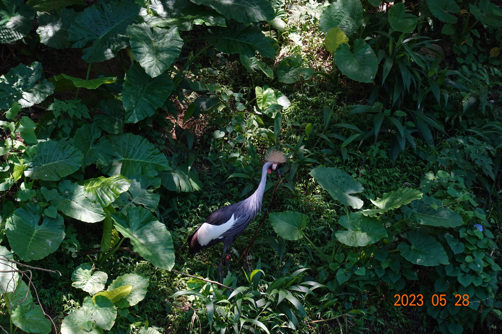 Grey-crowned Crane (Balearica regulorum)