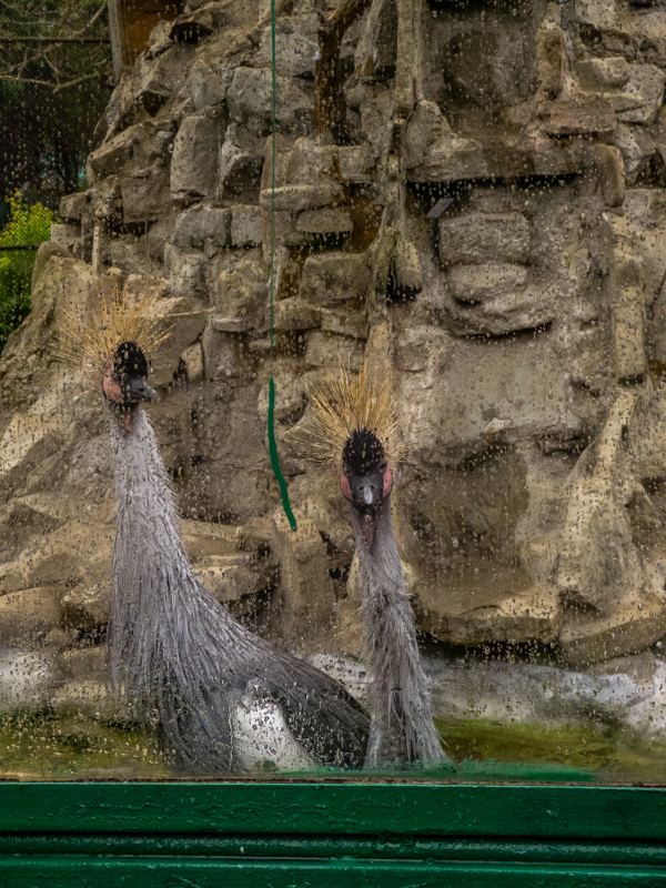 Grey crowned crane (Balearica regulorum)