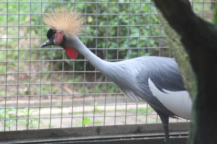 Grey crowned crane (Balearica regulorum)