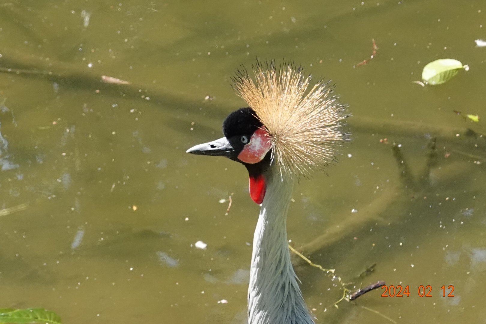 Grey Crowned Crane (Balearica regulorum)