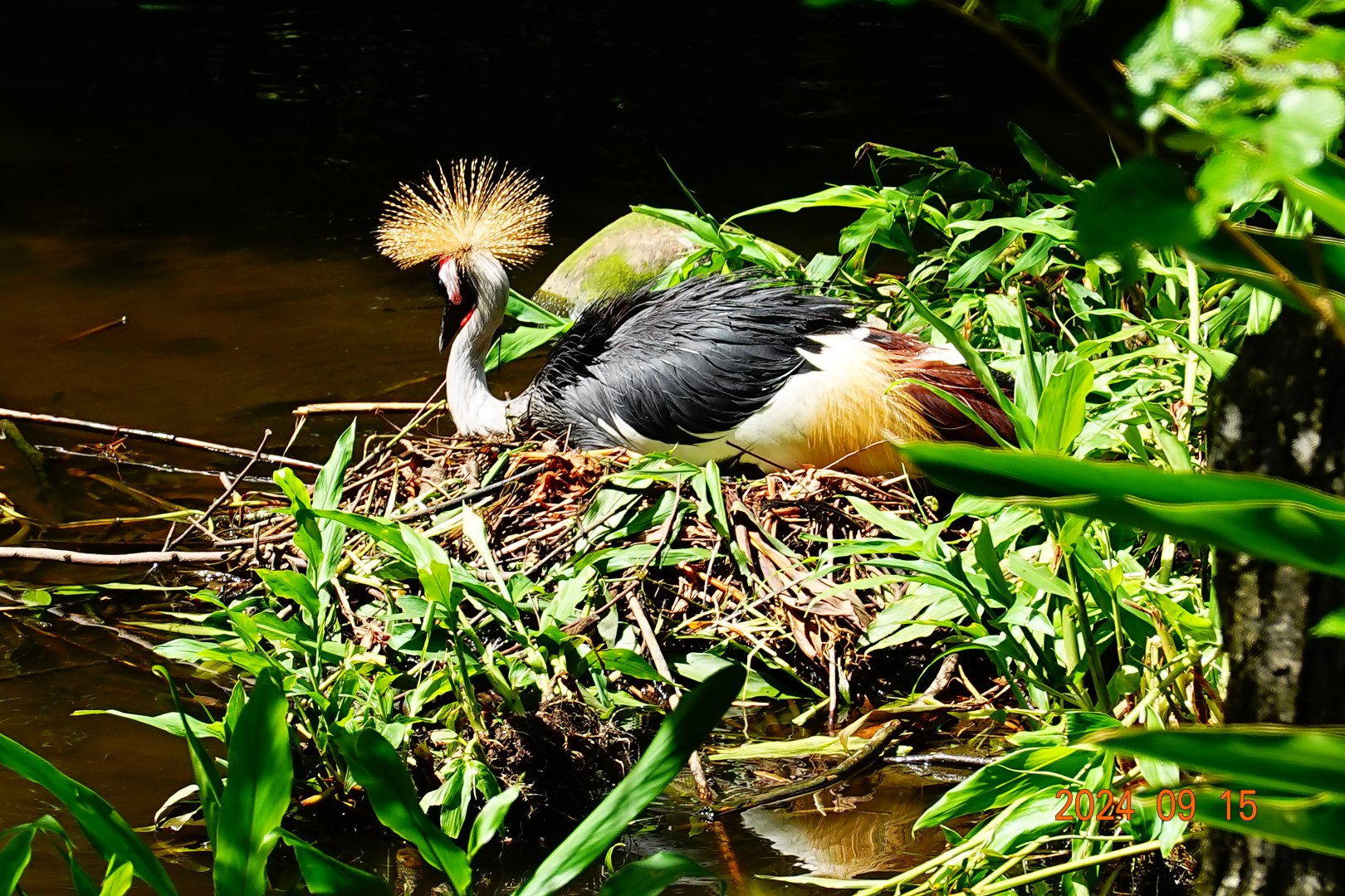 Grey Crowned Crane (Balearica regulorum)