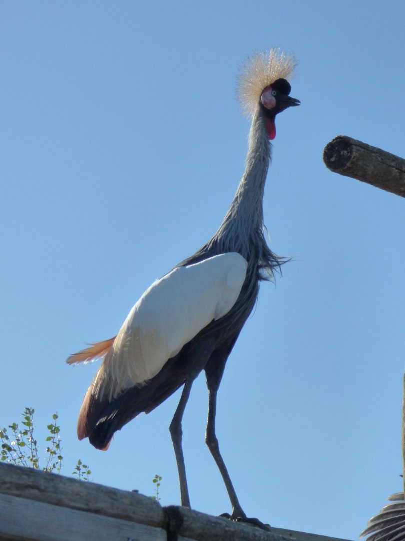 Grey crowned crane (Balearica regulorum)