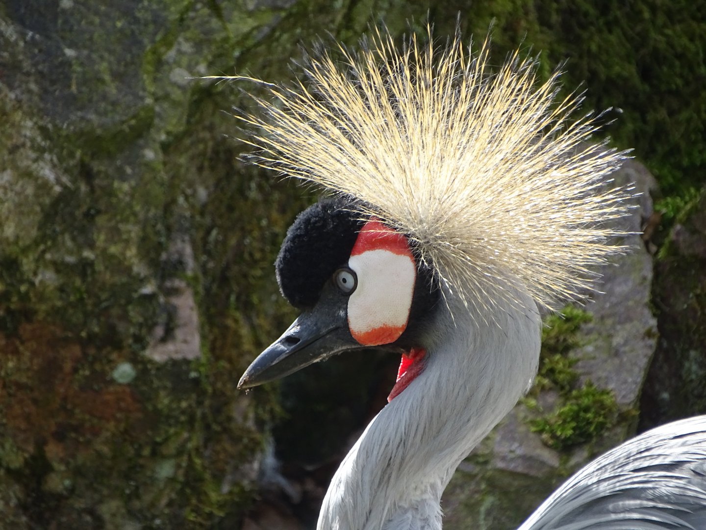 Grey crowned crane (Balearica regulorum)